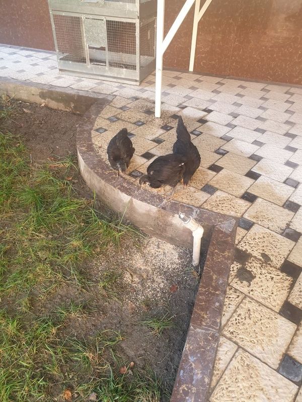 Qora shagzoda jujalar sotiladi Qora shagzoda jujalar sotiladi