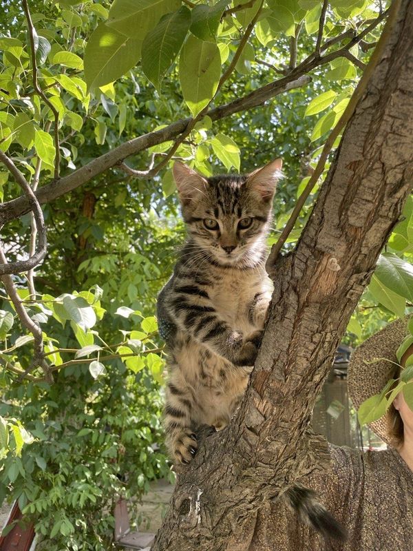 Котёнок мальчик. Вакцинирован Котёнок мальчик. Вакцинирован