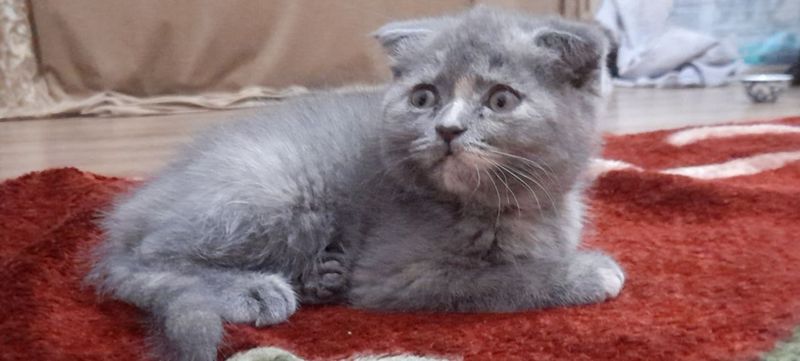 Британские котята