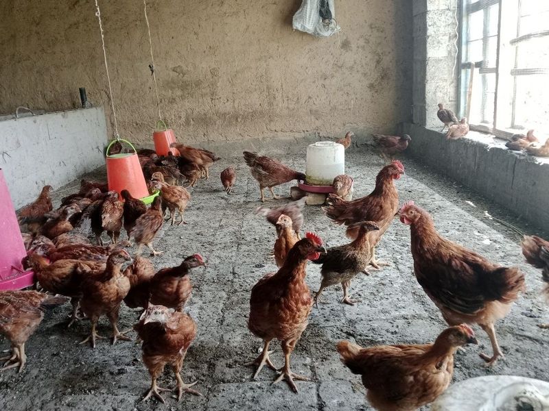 Koreyskiy Xanxyaplar sotiladi Koreyskiy Xanxyaplar sotiladi