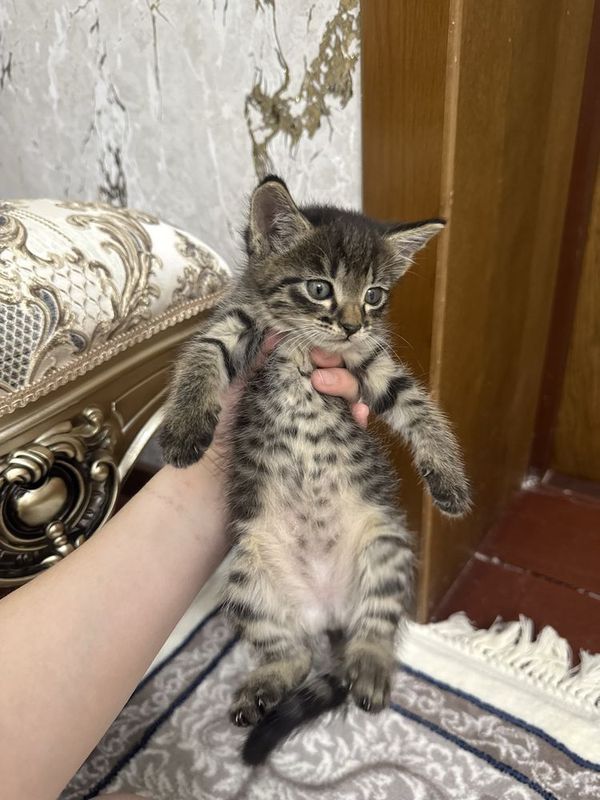 Mushuk bolalari tigr Mushuk bolalari tigr