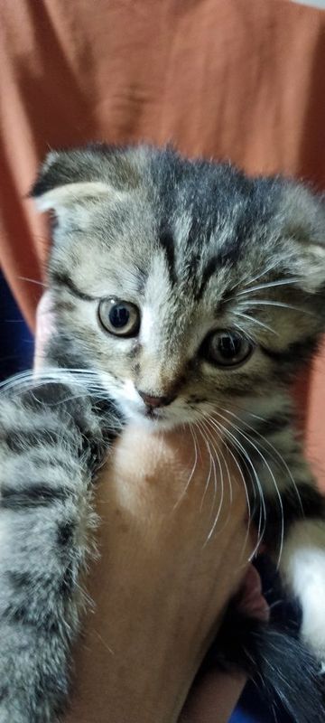 Вислоухие котята девочка