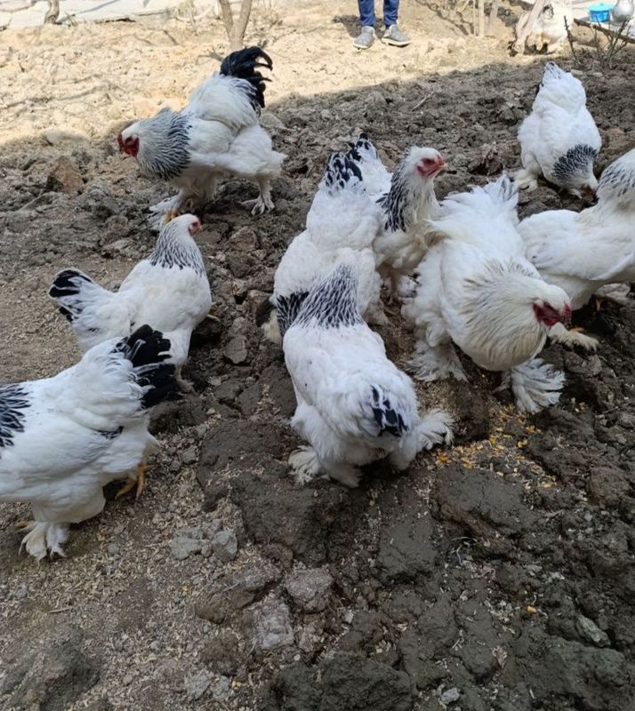 Brama tuxumlari sotiladi uruglangan Brama tuxumlari sotiladi uruglangan