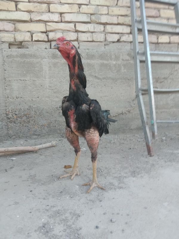 Xuroz sotiladi soglom Xuroz sotiladi soglom
