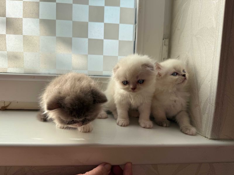 скотиш фолд/страйт | scottish fold/strayt скотиш фолд/страйт | scottish fold/strayt