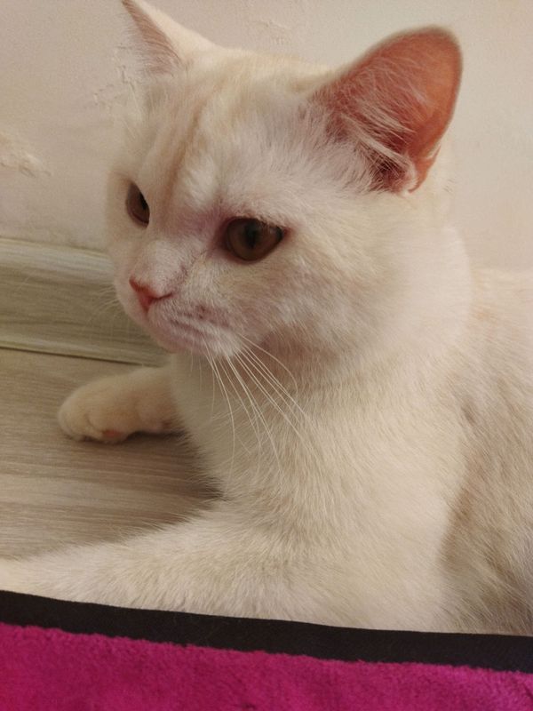 шотландская короткошерстная