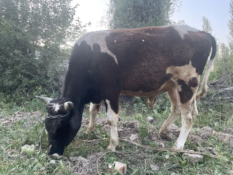 Buqa sotiladi riyalni oladigan tel qilsin