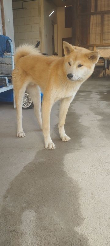 Akita inu kuchugi