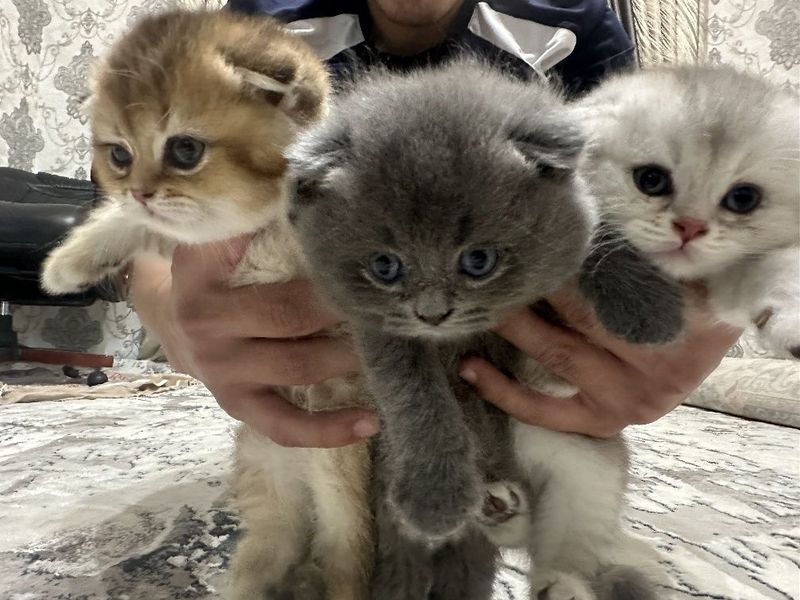 Mushuklar (котята) Mushuklar (котята)