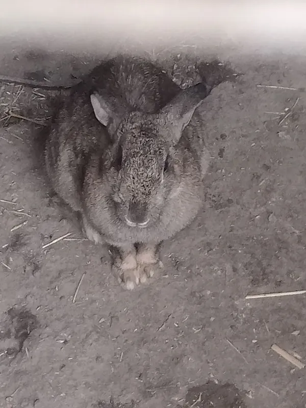 Erkak quyon sotiladi. 3yosh