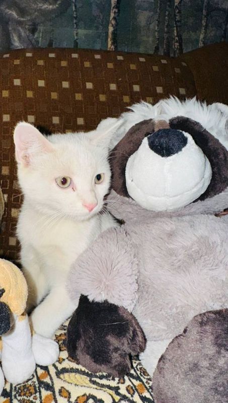 Котята очаровательные скотиш страйт