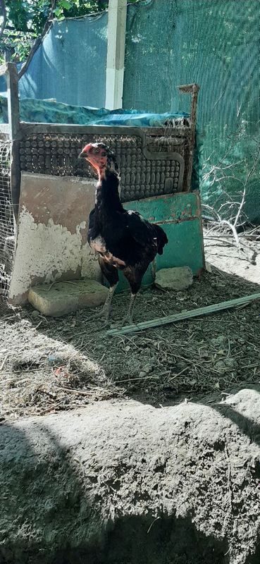 Qora tuley makyon sotiladi Qora tuley makyon sotiladi