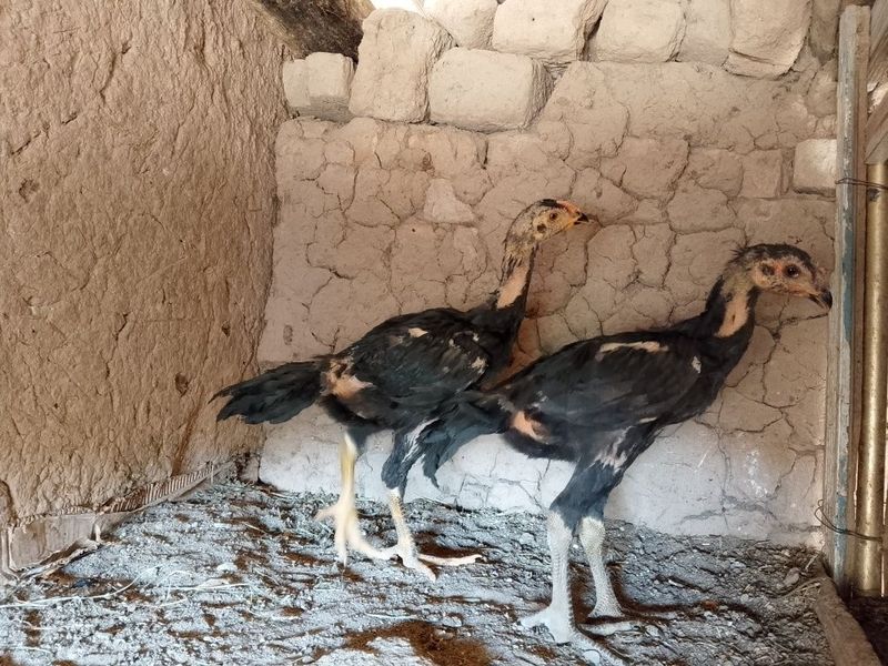 Sotiladi jöja zoti yaxshi narsa Sotiladi jöja zoti yaxshi narsa