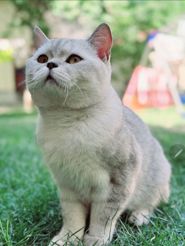 Продаётся кот Шиншила Продаётся кот Шиншила