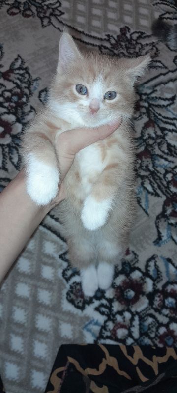 bir bir