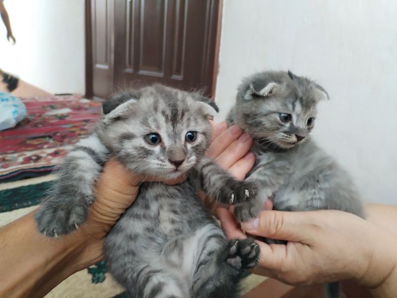 Mushukchalar sotiladi vislouxiy Mushukchalar sotiladi vislouxiy