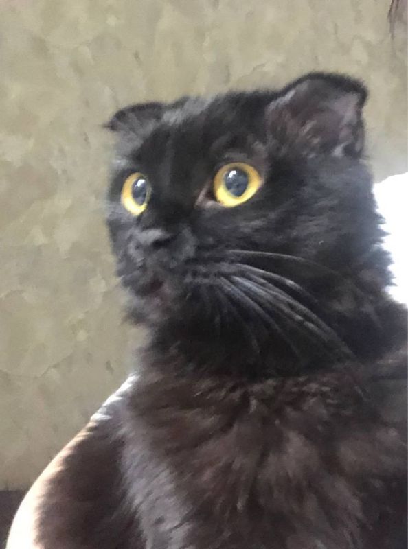 Пародистая кошка Скотиш Фолд Пародистая кошка Скотиш Фолд