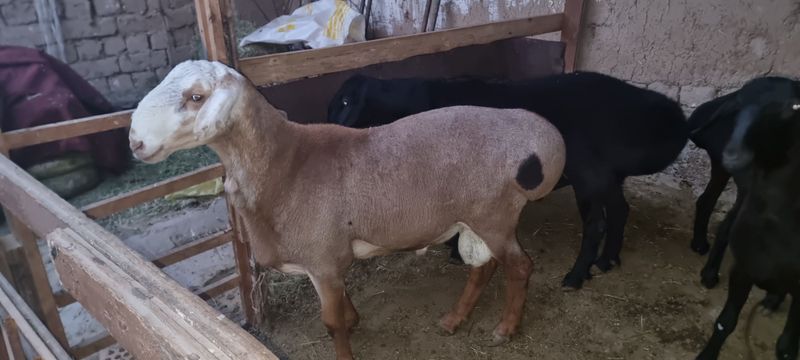 Qochqorlar sotiladi zotga chiroyli qochqorlar