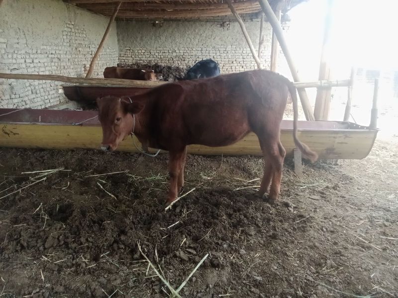 Mollar sotiladi kafolat bor Mollar sotiladi kafolat bor