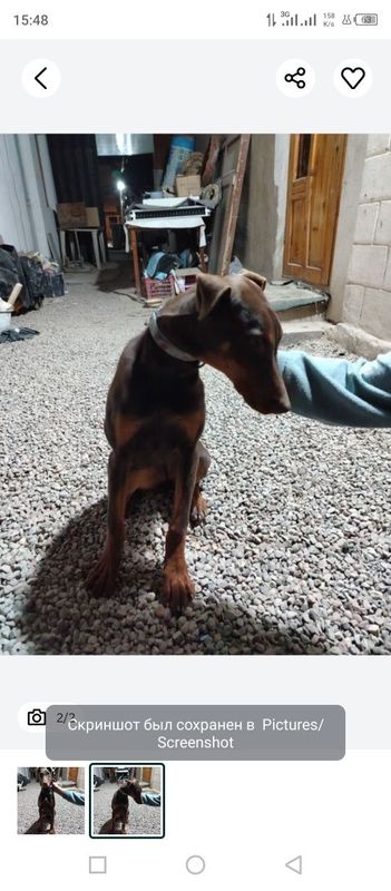 Dobermen it sotiladi