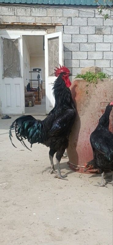 Qora shaxzoda Tuxumlari sotiladi Qora shaxzoda Tuxumlari sotiladi