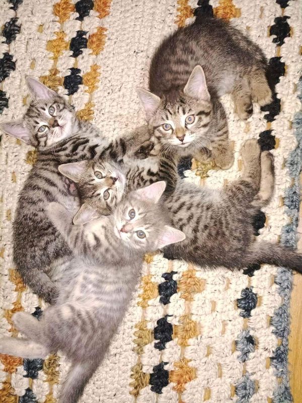 котята даром в добрые руки котята даром в добрые руки