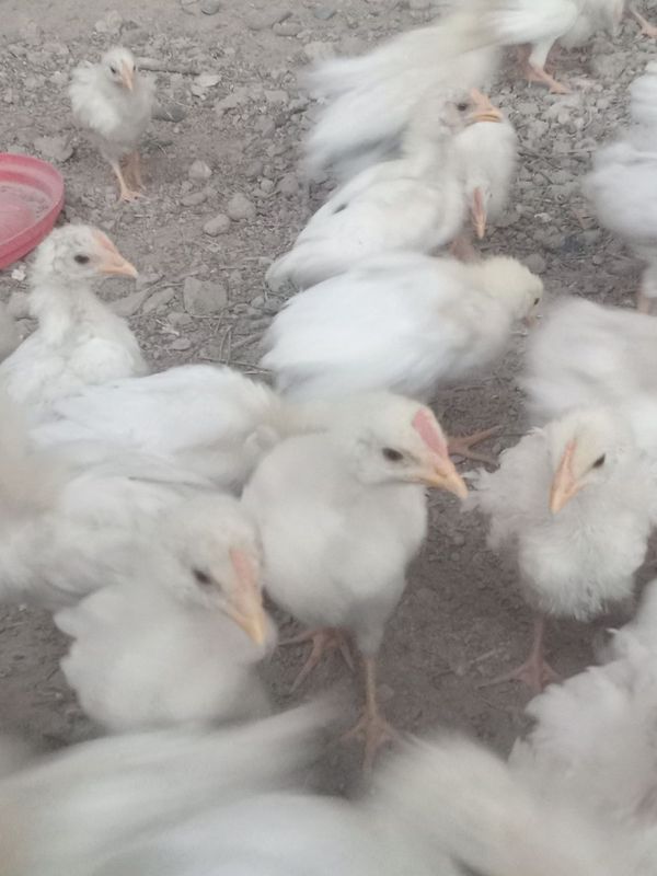 Jujalar sotiladi broller kobb-500 10 kunlik manzil samarqand Jujalar sotiladi broller kobb-500 10 kunlik manzil samarqand