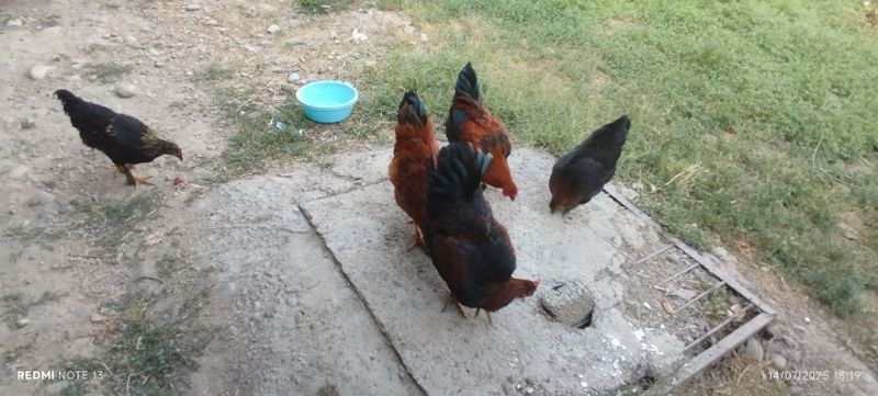 Tovuqlar sotiladi Tovuqlar sotiladi