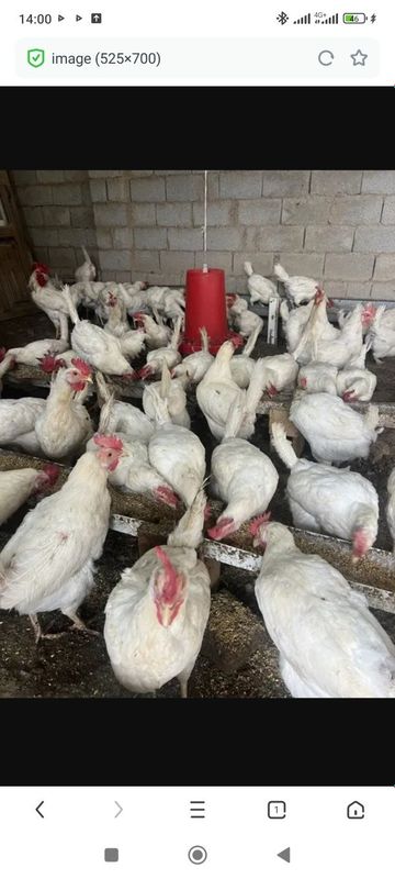 Loman sendi tovuqlari sotiladi Loman sendi tovuqlari sotiladi
