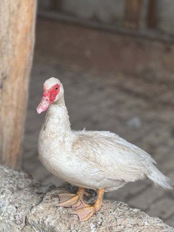 Ordaklar sotiladi Ordaklar sotiladi