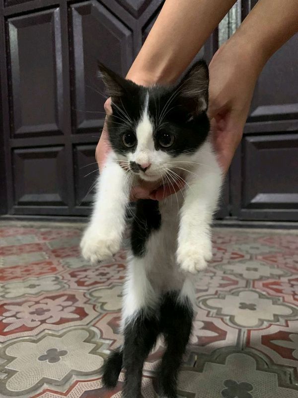 кошка кошка
