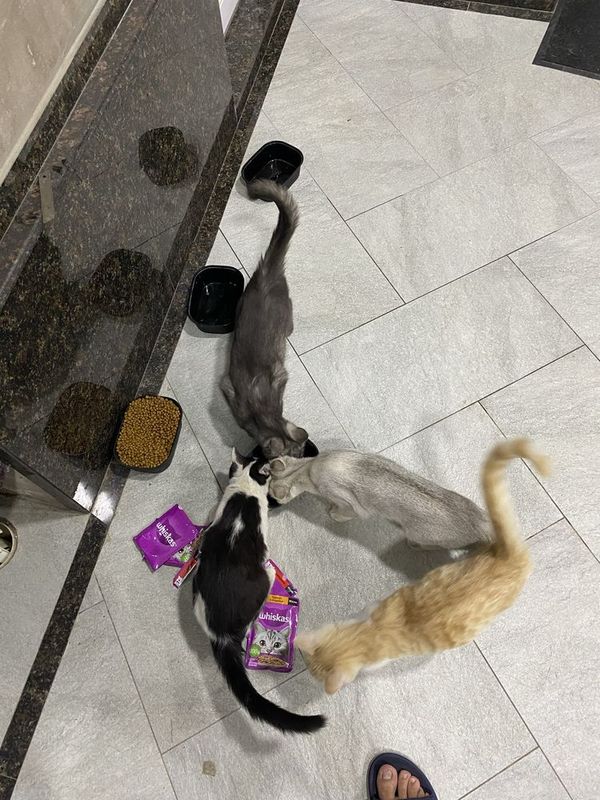 Продаю милых котенок Продаю милых котенок