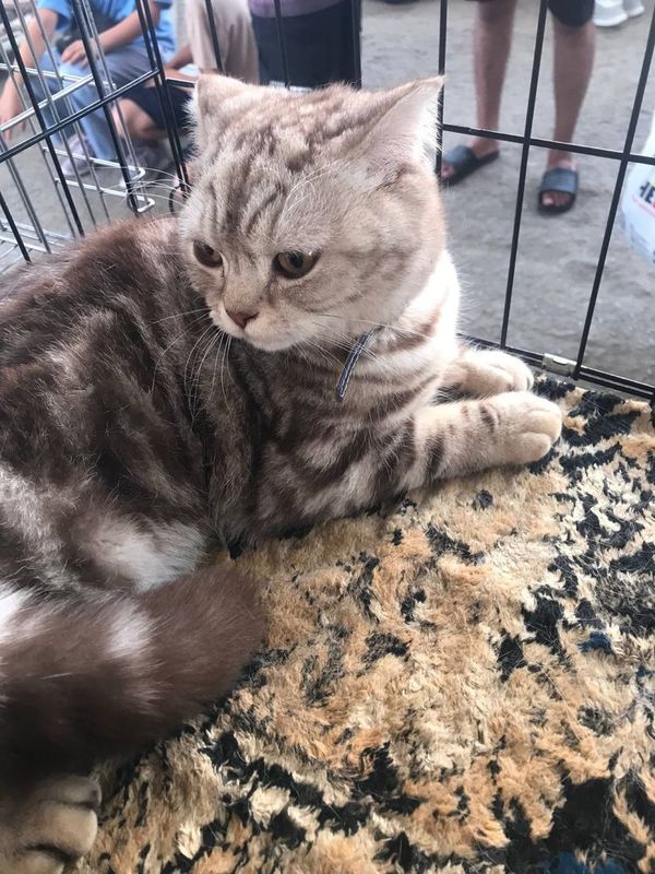 Кошка швейцарский страйт, 4 месяцев Кошка швейцарский страйт, 4 месяцев