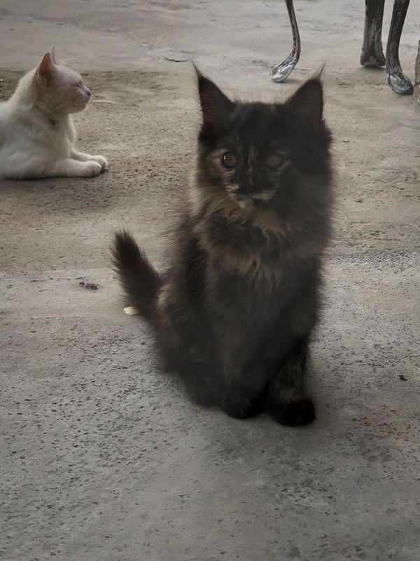 Котята 6 месяцев хотят обрести семью.