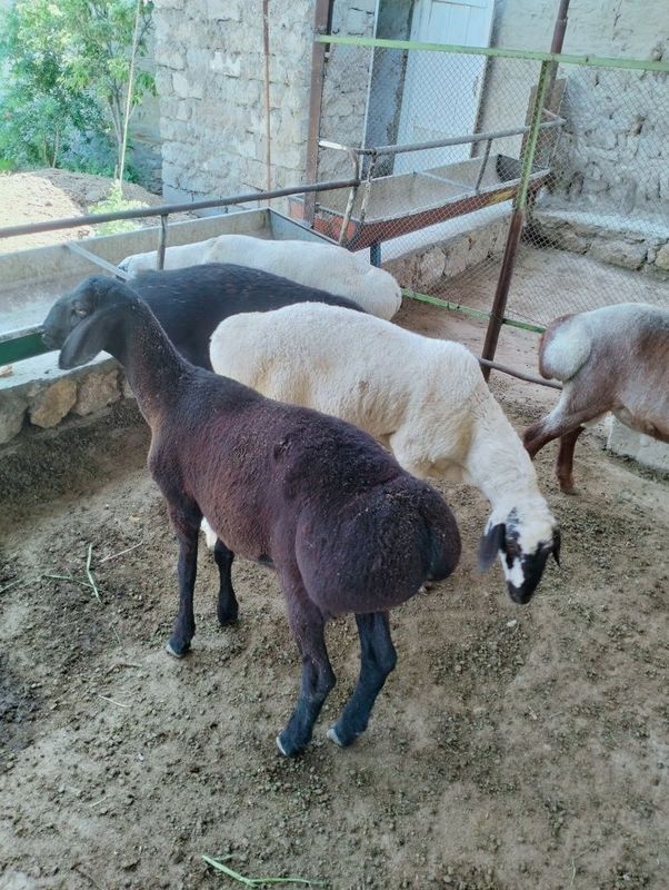 Qochqorla sotiladi soglom manzil kogon