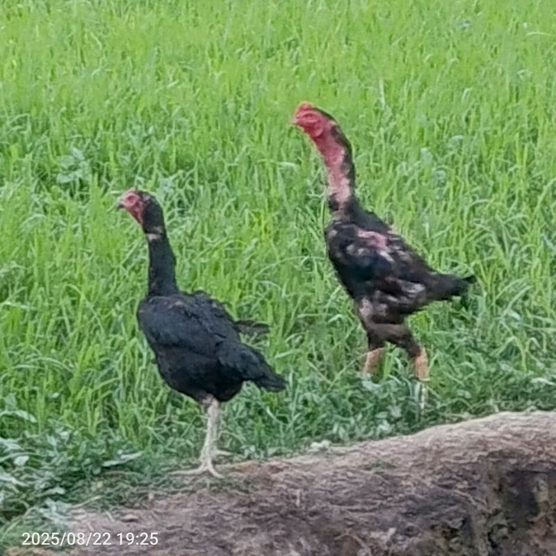 Sotiladi aybi yoʻq tovuqni zoti o shamo xoʻrozni zoti kares Sotiladi aybi yoʻq tovuqni zoti o shamo xoʻrozni zoti kares