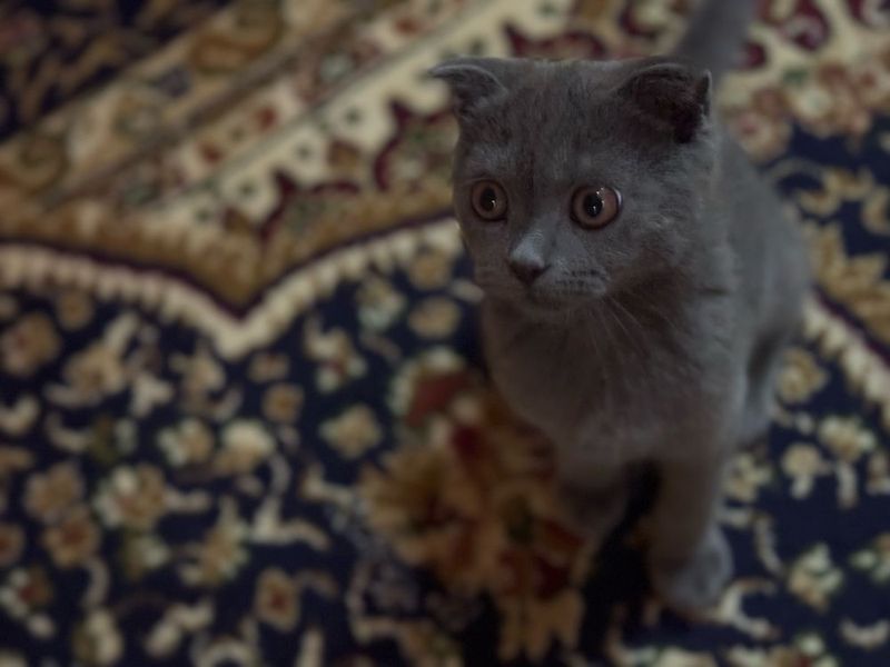Кошка скотш фолд 4 месяца Кошка скотш фолд 4 месяца
