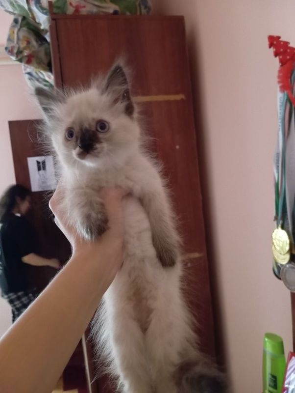 Pishiq satiladii Pishiq satiladii