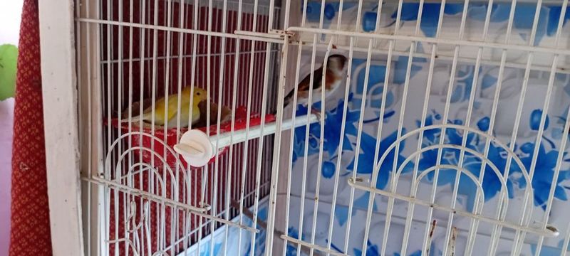 Канарейкалар сотилади Канарейкалар сотилади