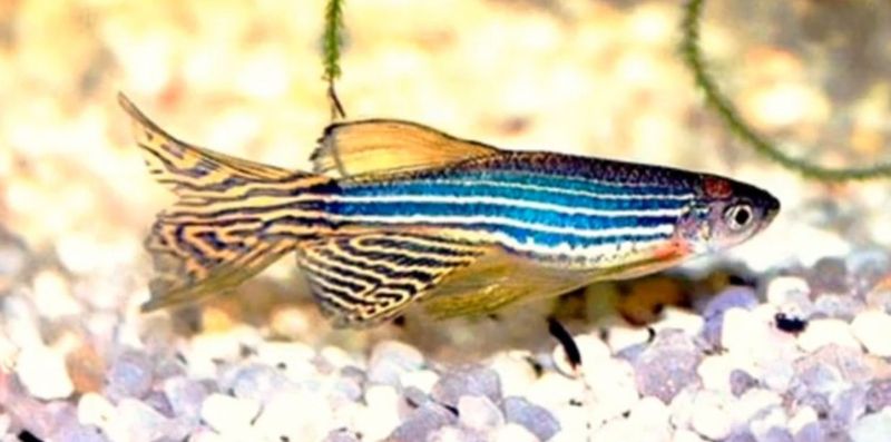 Данио рерио Danio rerio glofishlar Kichkina baliqchalr juda chiroyli Данио рерио Danio rerio glofishlar Kichkina baliqchalr juda chiroyli