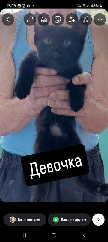 Котята домашние, чистые Котята домашние, чистые