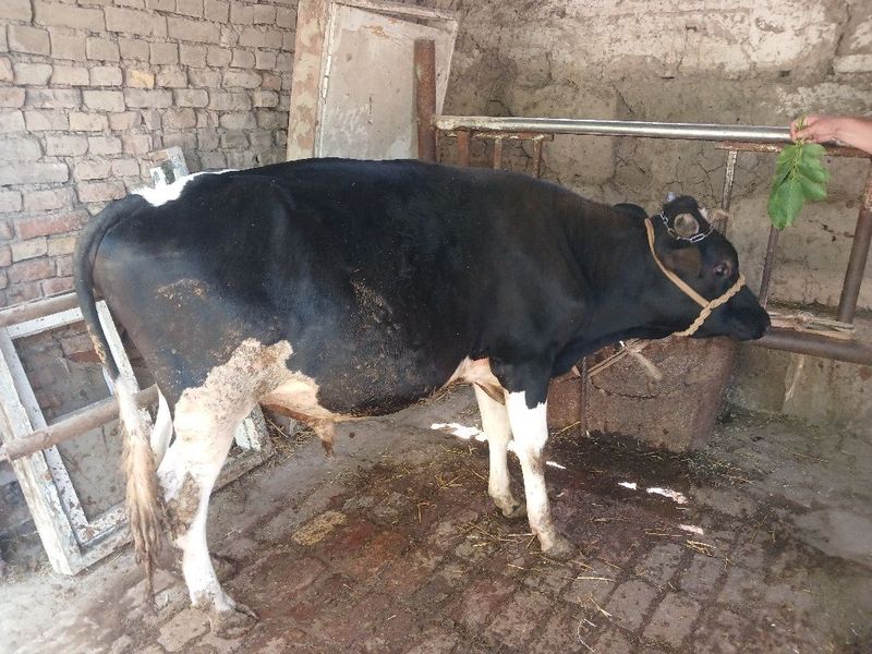 Fargona shaxarda novvoslar sotiladi Fargona shaxarda novvoslar sotiladi