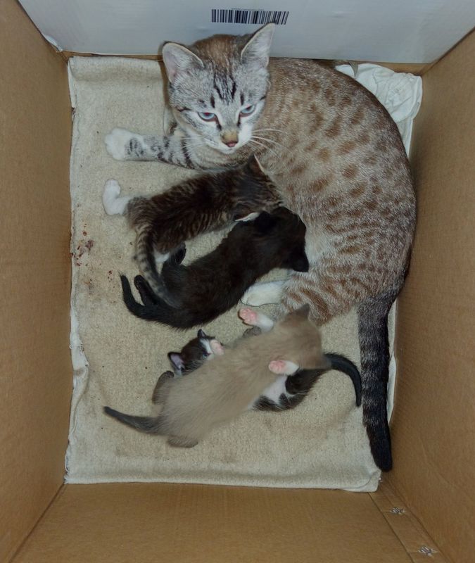 Ищем хозяев для котят и кошки