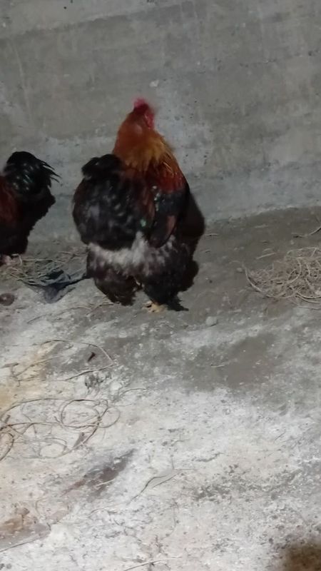 Brama sotiladi.. Brama sotiladi..