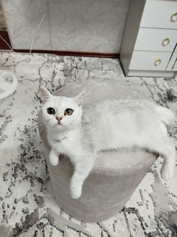 Серебристая шиншилла