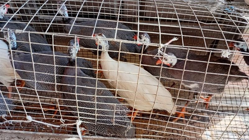 Sesarkalar sotiladi 120.000 somdan