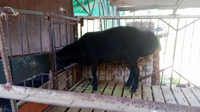 Quchqor sotiladi jivoy vesi 87 kilodan oshiq qurbonlikkga olaman digan Quchqor sotiladi jivoy vesi 87 kilodan oshiq qurbonlikkga olaman digan