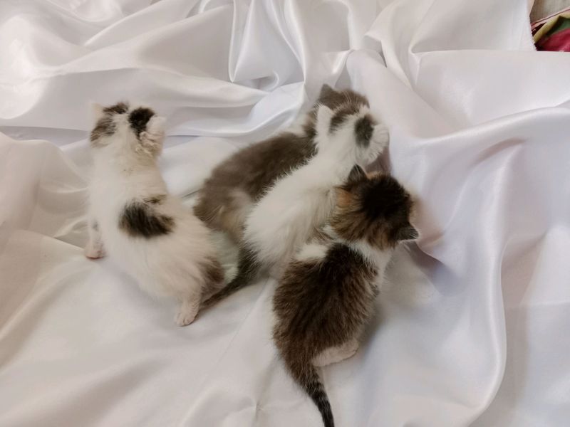 Angora mushukchalari 2 oylik Angora mushukchalari 2 oylik