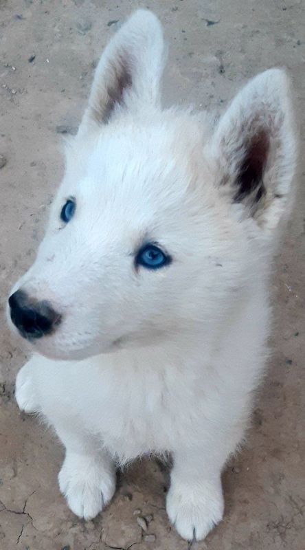Layka oʻgʻil va qiz Layka oʻgʻil va qiz