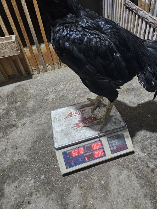 Sotiladi 6,500 kg tovuqdan chiqdi 15 Kun boqib uynasayam buladi Sotiladi 6,500 kg tovuqdan chiqdi 15 Kun boqib uynasayam buladi